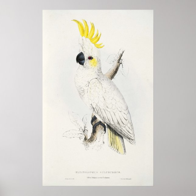 Poster de Cockatoo Penteado Amarelo (Frente)