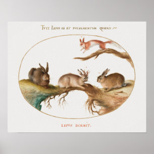 Poster de coelhos giros