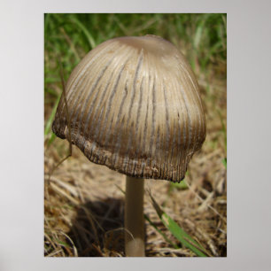 Poster de Cogumelo de Inkcap