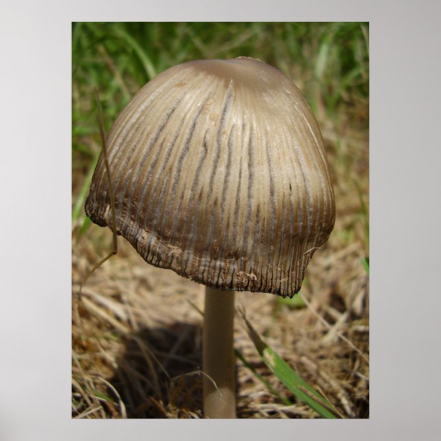 Poster de Cogumelo de Inkcap (Frente)