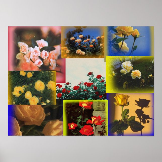 Poster de Colagem de Rosa Selvagem (Frente)