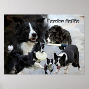 poster de collie de fronteira