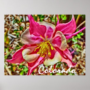 Poster de columbina rosa do Colorado