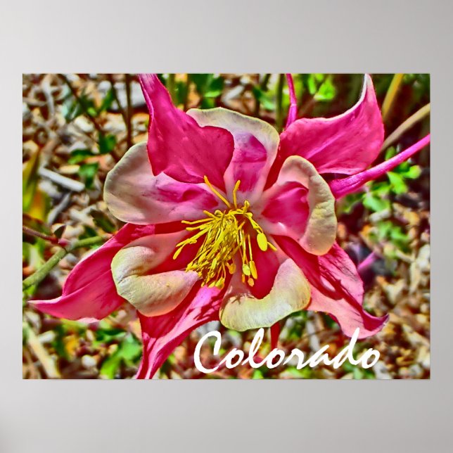 Poster de columbina rosa do Colorado (Frente)