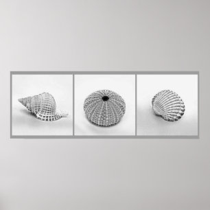 Poster de conchas esculpidas
