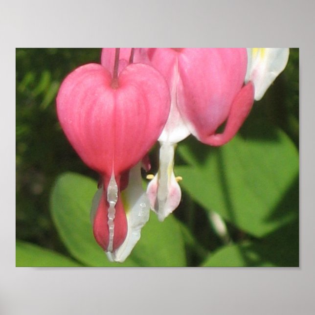 Poster de Coração com Hemorragia Floral - Papel Ma (Frente)