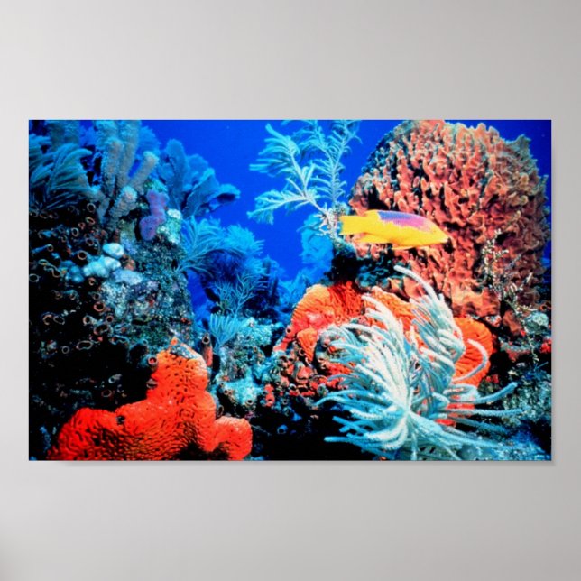 Poster de Coral Reef World (Frente)