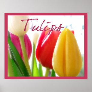 Poster de Cores de Tulipas