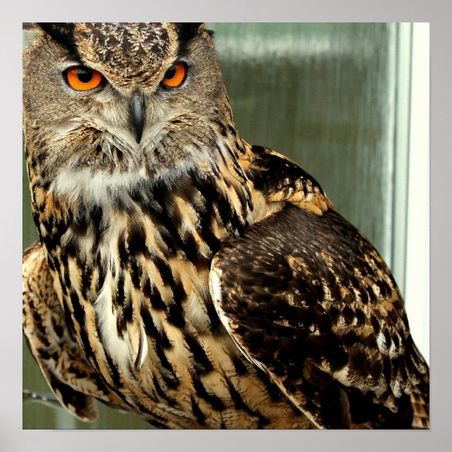 Poster de Coruja de Orelha Longa (Frente)