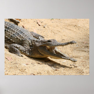 Poster de crocodilo