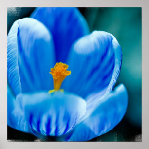 Poster de Crocus Azul