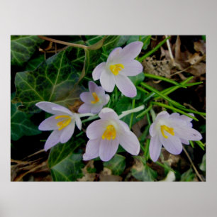 Poster de Crocus Puro
