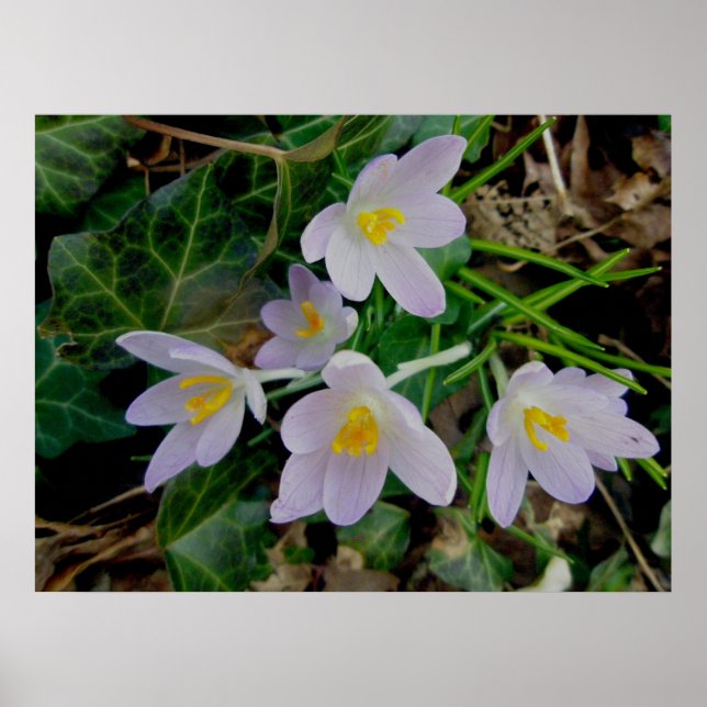 Poster de Crocus Puro (Frente)