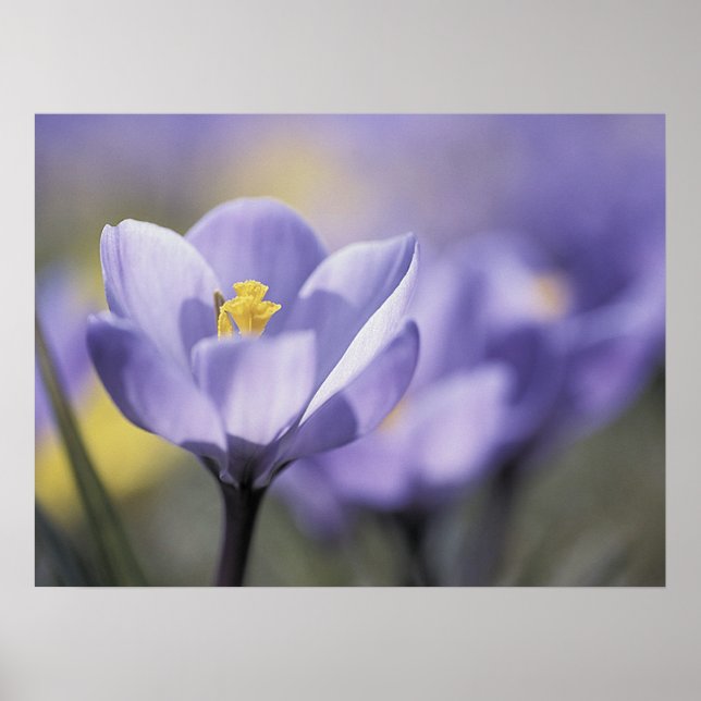 Poster de Crocus Puro (Frente)