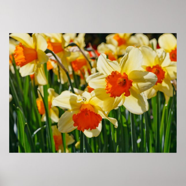 Poster de Daffodils (Frente)