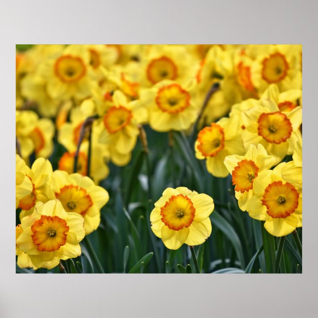 Poster de Daffodils (Frente)