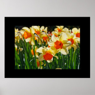 Poster de Daffodils