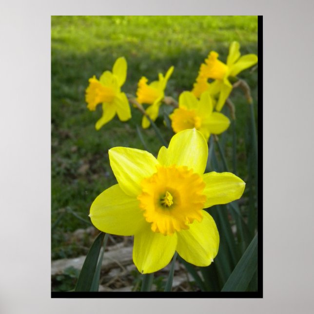 Poster de Daffodils (Frente)