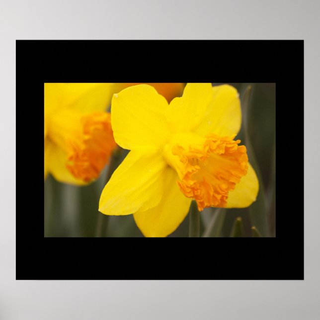 Poster de Daffodils (Frente)