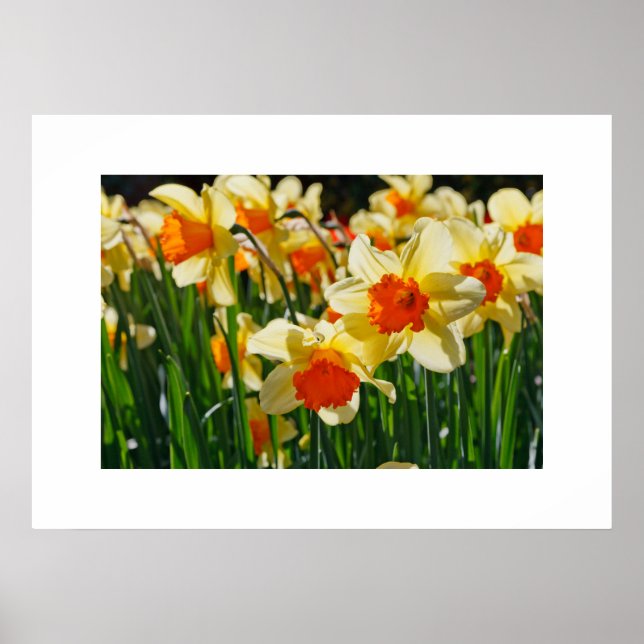 Poster de Daffodils (Frente)