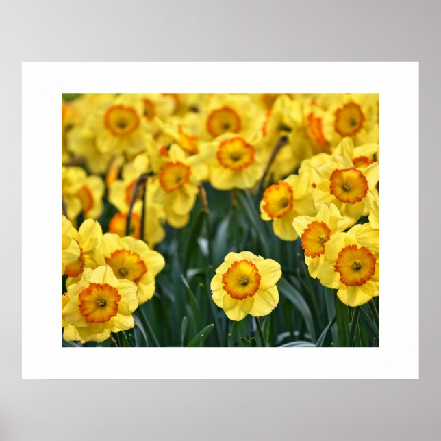 Poster de Daffodils (Frente)