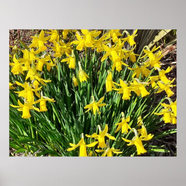 Poster de Daffodils Amarelo primavera (Frente)