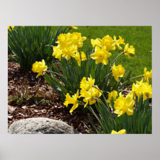Poster de Daffodils Amarelos