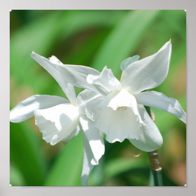 Poster de Daffodils de Taça Pequena (Frente)