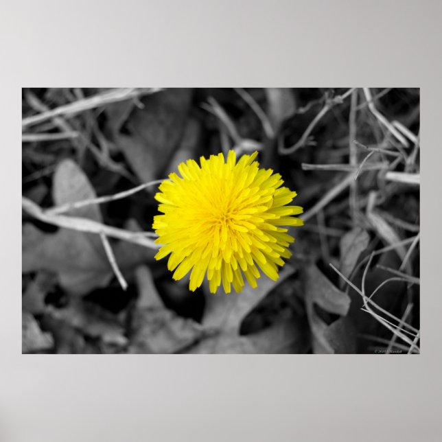 Poster de Dandelion de queda (Frente)