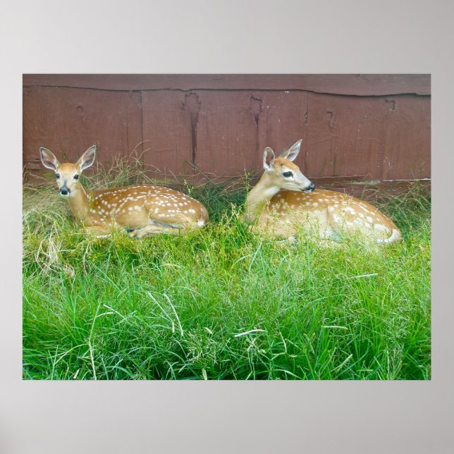 Poster de Deer Fawns de Altura Branca (Frente)