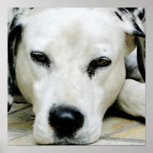 Poster de Descanso Dalmático