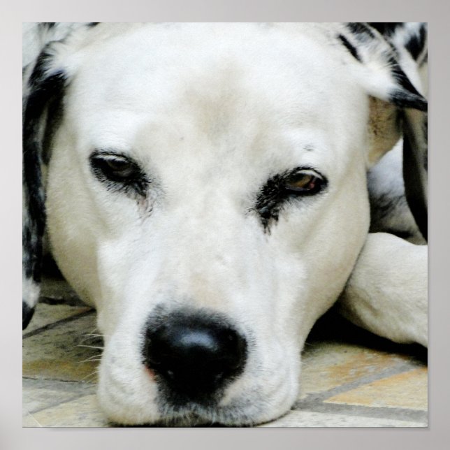 Poster de Descanso Dalmático (Frente)