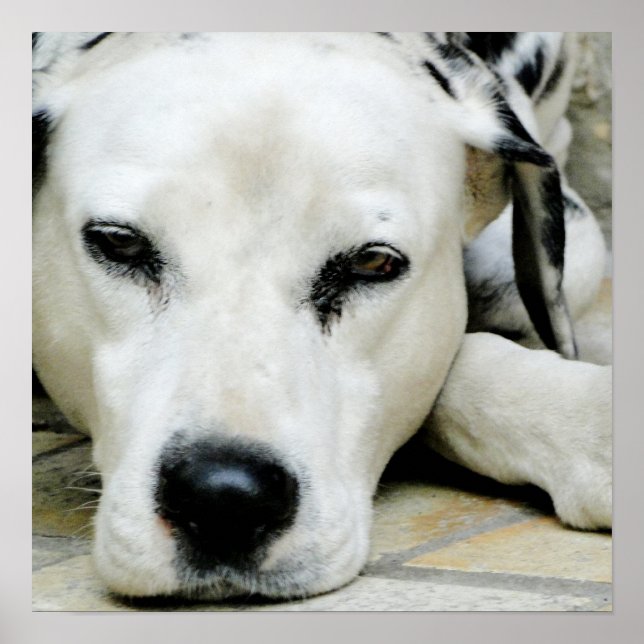 Poster de Descanso Dalmático (Frente)