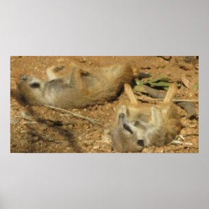 Poster de descanso de Meerkats