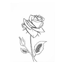 Poster de Desenho da Flor do Rosa bonito