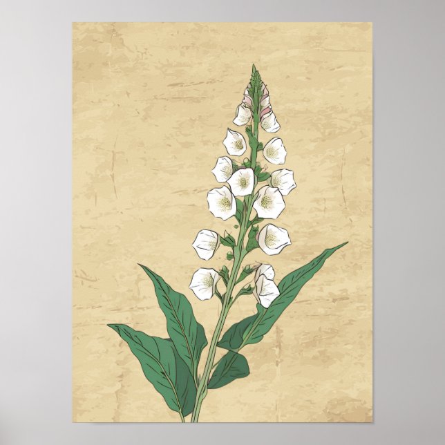 Poster de desenho de linhas botânicas de vindima (Frente)