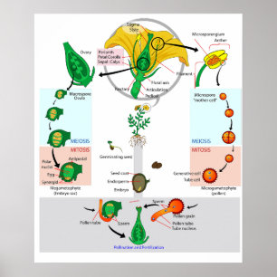 Pôster de Diagrama do Ciclo de Vida de Angiosperma