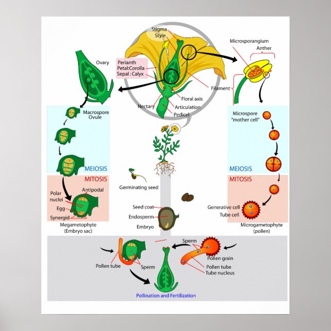 Pôster de Diagrama do Ciclo de Vida de Angiosperma (Frente)