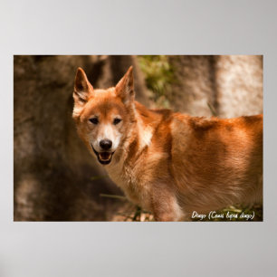 Poster de dingo australiano