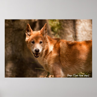Poster de dingo australiano