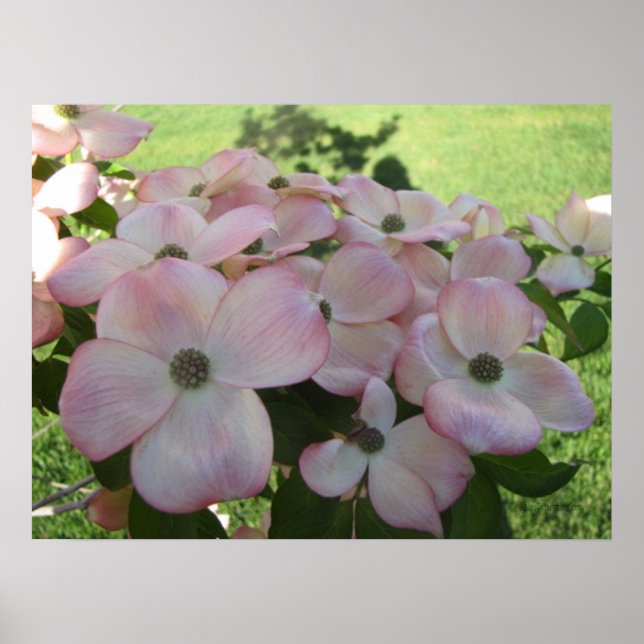 Poster de Dogwood Flor Rosa (Frente)