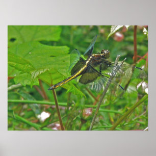 Poster de Dragonfly amarela