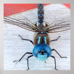 Poster de Dragonfly Azul