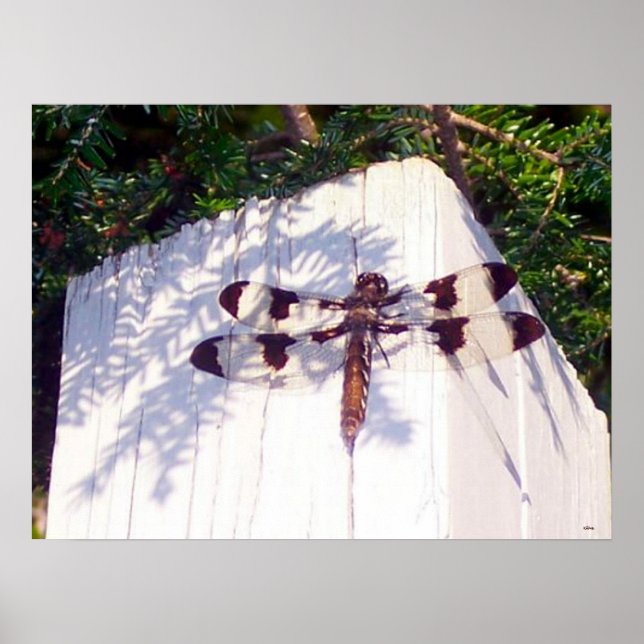 Poster de Dragonfly com Ponta (Frente)
