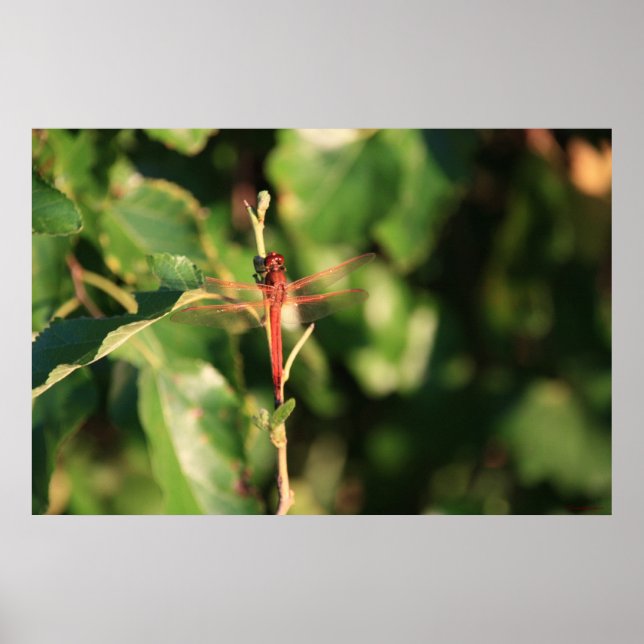 Poster de Dragonfly vermelha (Frente)