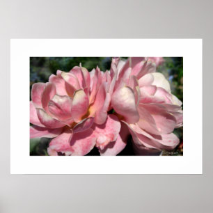Poster de duas Rosas Rosa