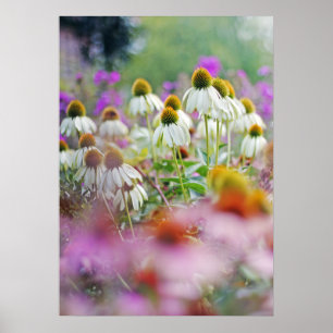 Poster de Echinacea White Swan