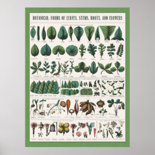 Poster de Educação Botânica