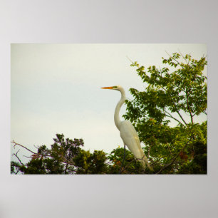 Poster de Egret do excelente