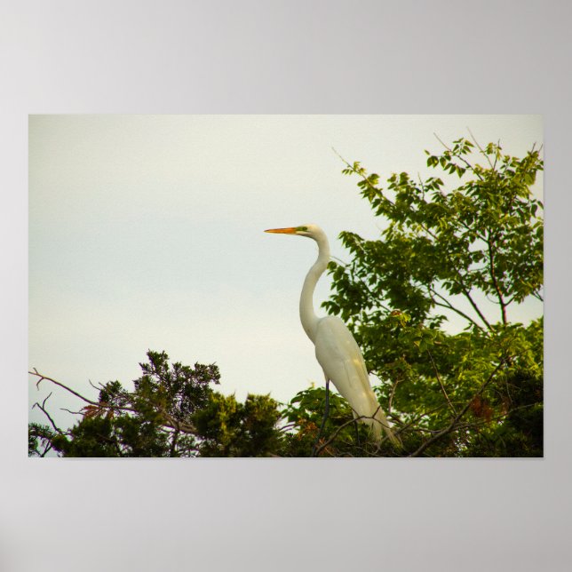 Poster de Egret do excelente (Frente)
